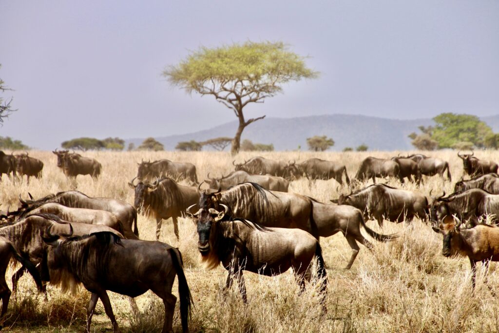 A stunning panorama of Tanzania’s Serengeti National Park, featuring a golden savannah landscape with a herd of wildebeests grazing under a vivid sunset.